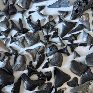 Authentic Fossil Shark Teeth Lot – Beach-Found Ocean Specimens