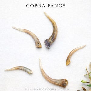 May include: Five cobra fangs are displayed against a white background. The fangs are curved, with a light brown and tan color. The text "COBRA FANGS" is at the top of the image.