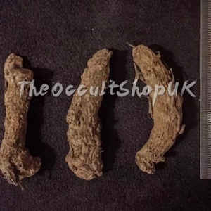 Puede incluir: Tres raíces secas de color marrón claro con una textura rugosa se muestran sobre un fondo oscuro. Una regla está colocada a la derecha, proporcionando una referencia de tamaño. El texto "TheoccultshopUK" está escrito en la imagen.