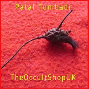 May include: A dark brown, organic object with multiple protrusions and a long, thin stem, set against a vibrant red background. The text "Patal Tumbadi" and "TheOccultShopUK" are displayed in yellow.
