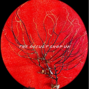 May include: A black and gold branch-like object on a red background. The text "THE OCCULT SHOP UK" is visible. The object has a root-like base and thin, branching structures.