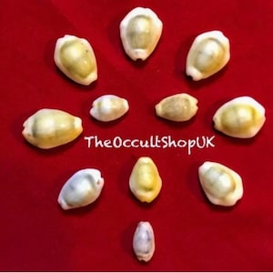 Può includere: Una collezione di undici conchiglie di ciprea disposte su sfondo rosso. Le conchiglie variano per dimensioni e colore, con sfumature bianco crema e giallo. Il testo "TheOccultShopUK" è visibile.