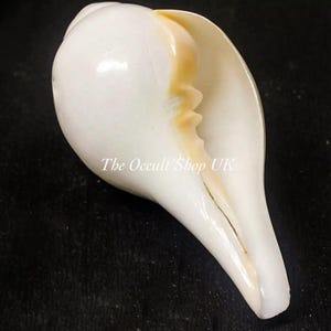 Puede incluir: Una gran concha blanca con una superficie lisa y brillante. El interior revela un tono beige cálido. La abertura de la concha es ancha y la forma general es alargada y curvada. El texto "The Occult Shop UK" es visible.