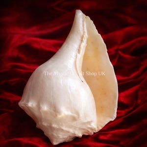 Peut inclure: Un grand coquillage de conque blanc cassé avec une surface lisse et brillante. La coquille a une forme en spirale proéminente et une large ouverture. Le fond est un tissu rouge foncé texturé. Le texte "The Mystic Occult Shop UK" est visible.