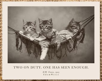 Vintage Cat Photo Print | "Two on Duty. One Has Seen Enough"  Office Burnout Humor, Hammock Kittens (Unframed, Framed and Digital Download)