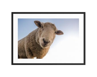 Curious Sheep Photography Print | Rustic Farmhouse Bathroom Decor (Color or BW, Digital Download + Premium Printed Paper)