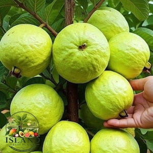 Grafted Guava Live Plant Healthy Tropical Fruit Tree Poly Bag Fast Fruiting Garden Ready