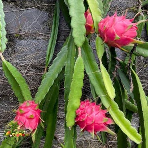 Planta viva de pitahaya roja, árbol frutal tropical sano, cactus frutal, listo para cultivar.
