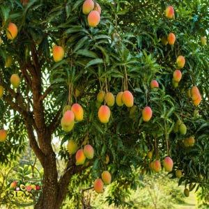 Ympad mango levande växt hälsosam tropisk fruktträd polypåse snabb fruktträdgårdsklar