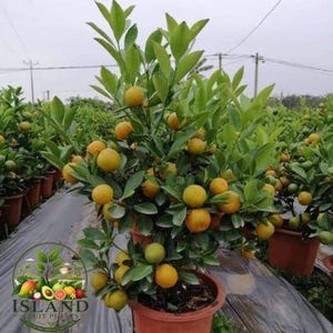Op de afbeelding: Een citrusboom in een pot met talrijke ronde, oranje vruchten en levendig groene bladeren. De plant staat in een terracotta-kleurige plastic pot in een kwekerij, met andere soortgelijke bomen zichtbaar op de achtergrond.