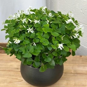 May include: A potted Oxalis plant with bright green, clover-shaped leaves and small white flowers. The plant sits in a dark, round pot. The pot is on a light-coloured wooden surface.