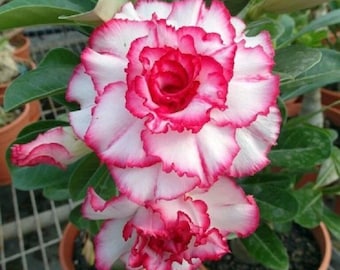 5 Granes Adenum Obesum Rose Du Désert Volet Cty 2 | Etsy