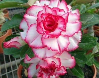 Graines De Rose Du Désert ‘Valentina’ – Adenium Obesum, 5 Graines Fraîches Pour Culture En Intérieur/extérieur