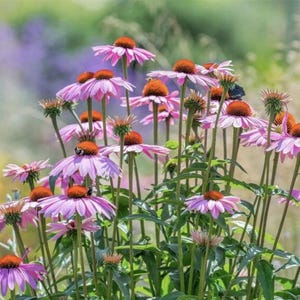 Sonnenhut Samen - Native Echinacea Staude - Non-GMO Bestäuber Favorit