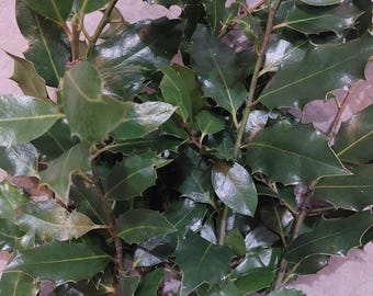 Fresh Cut Holly Branches - Christmas Greens with or without Berries