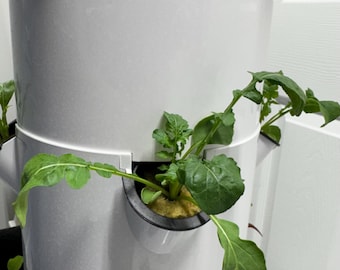 Live Starter Plants - Grow Your Own Food
