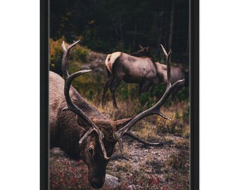 Lienzo enmarcado de alce toro de Colorado, arte mural para exteriores, 40 x 60 cm (16 x 24 pulgadas), Parque Nacional de las Montañas Rocosas, Estes Park