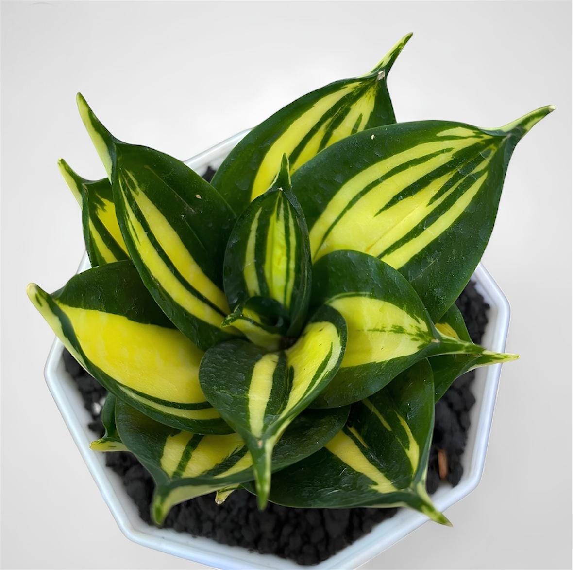 Aglaonema siam - Etsy 日本