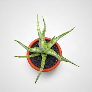 May include: A top-down view of a Sansevieria plant with long, pointed, light green leaves featuring dark green horizontal stripes. The plant is potted in a round, terracotta-colored container filled with small, dark gray volcanic rock soil.