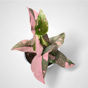 dragon tree house plant Buy Dracaena Marginata Plants Online main image 0
