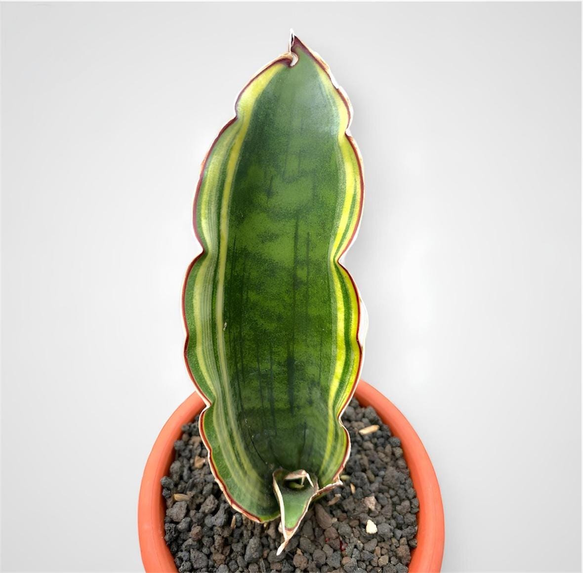 Sansevieria Dragon Wing - Etsy