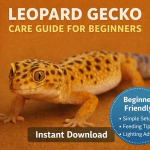 Leopard Gecko Care Guide for Beginners | Simple Setup, Feeding & Lighting Tips