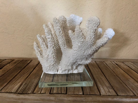 Vintage White Faux Coral on Modern Clear Glass Stand