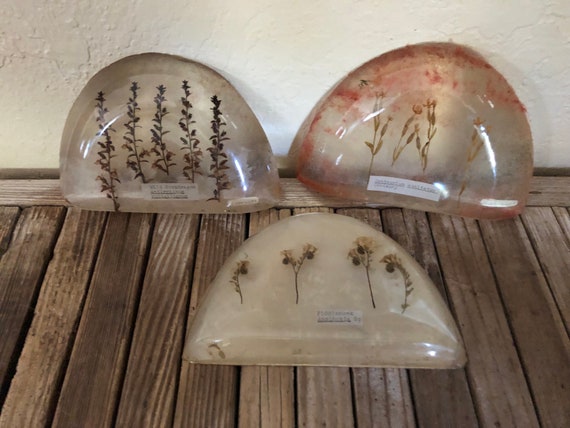 Vintage Set of 3 Lucite Acrylic Floral Specimen Displays Wild Snapdragon Fiddleneck Centaurium