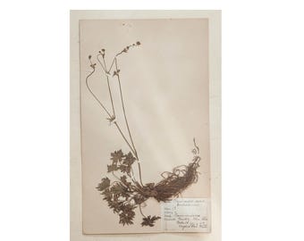 Ranunculus acris (Meadow Buttercup) — Original Herbarium Label Card — Single Botanical Sheet