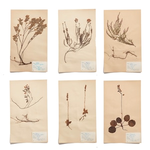 May include: Six botanical specimens, pressed and mounted on aged paper. The dried plants vary in shape and size, with visible roots and delicate stems. Each specimen has a small label with handwritten text. The paper has a warm, off-white tone.