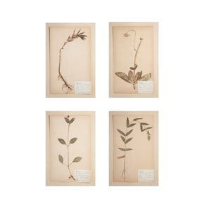 May include: Four framed botanical prints featuring pressed plants. Each print showcases a different plant specimen with visible roots, stems, and leaves. The prints are mounted on aged paper with small labels, creating a vintage aesthetic. The frames are not visible.