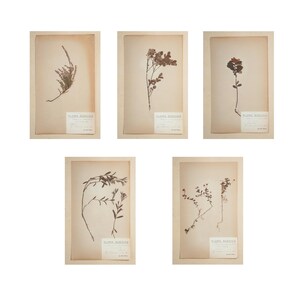 May include: Five framed botanical prints featuring pressed flowers and foliage. Each print showcases a different plant specimen, mounted on aged paper with a label at the bottom. The frames are a neutral color, and the overall aesthetic is vintage and natural.