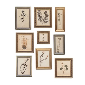 Collection of 9 Small Framed Herbaria – Original Botanical Specimens, Early 20th Century