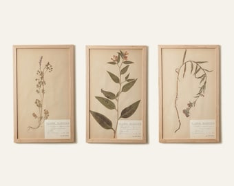 Conjunto de herbario sueco original de 3 - Tunica saxifraga, Symphytum asperum y Anchusa officinalis - Colección Nokturium System