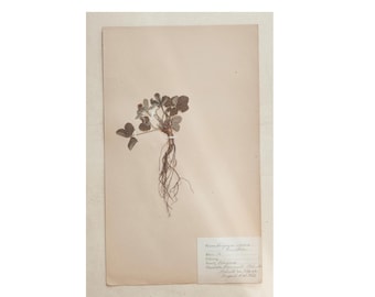 Fragaria vesca (Fragola selvatica) – Etichetta originale dell'erbario – Archivio botanico dei primi del XX secolo (non una stampa)