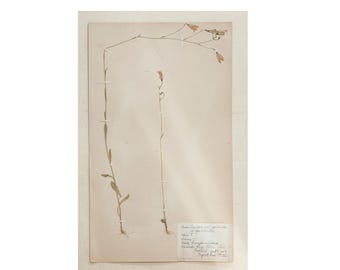 Campanula patula (Campanilla rastrera) - Tarjeta de identificación original de herbario - Hoja botánica individual