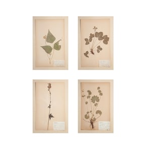 May include: Four framed botanical prints featuring pressed plants. Each print showcases a different plant specimen, with detailed leaves and stems. The prints are mounted on aged paper, with small labels at the bottom. The frames are a neutral color.
