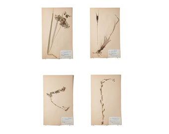 1940s Swedish Wetland Flora Collection – Set of 4 Original Herbarium Specimens