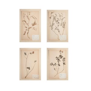 May include: Four framed botanical prints featuring pressed plants. Each print showcases a different plant specimen, with delicate stems and leaves. The prints are mounted on aged, cream-colored paper, and include small labels. The frames are a neutral color.