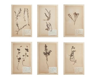 Set di erbario botanico antico – Piante selvatiche di bosco e prato – Flora svedese di inizio XX secolo (6 esemplari)
