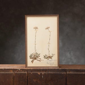 May include: Framed botanical print featuring two dried plants with delicate stems and small, clustered flowers. The plants are affixed to aged paper with tape. The frame is a warm brown, and the background is a dark, textured gray.