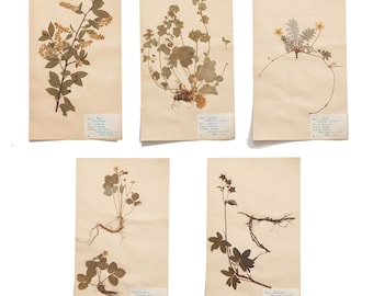 Conjunto de 5 especímenes de herbario antiguos – Conjunto de estudio de Rosáceas – Colección de láminas de herbario