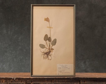 Herbario antiguo enmarcado de 1946 – Primula veris – Prímula – Arte botánico de primavera para pared – Decoración vintage de naturaleza