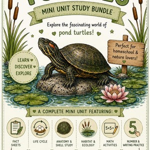 Mini unità didattica sulle tartarughe / Ciclo vitale nello stagno, anatomia, matematica (download digitale)