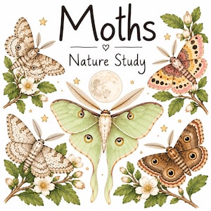 Puede incluir: Una ilustración digital titulada Moths Nature Study que muestra cuatro especies de polillas en tonos beige, marrón, rosa y verde pálido, rodeadas de ramas verdes con flores blancas, pequeñas estrellas amarillas y una luna llena central.