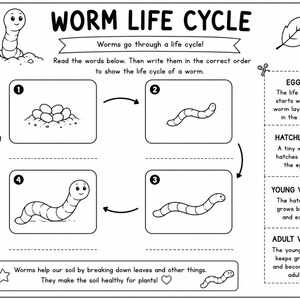 May include: A black and white educational worksheet titled WORM LIFE CYCLE. It features a circular diagram with four numbered boxes showing stages of a worm's development, accompanied by text instructions and a side column defining eggs, hatchling, young worm, and adult worm.