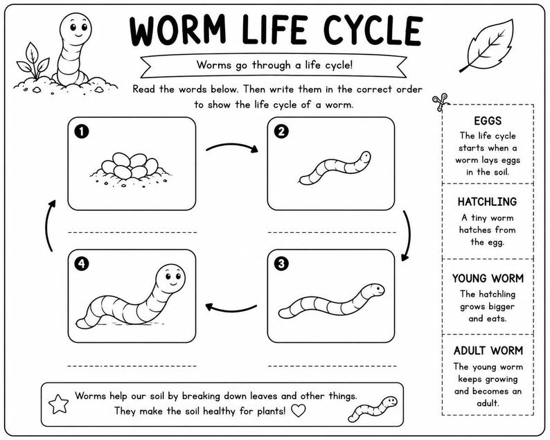 May include: A black and white educational worksheet titled WORM LIFE CYCLE. It features a circular diagram with four numbered boxes showing stages of a worm's development, accompanied by text instructions and a side column defining eggs, hatchling, young worm, and adult worm.