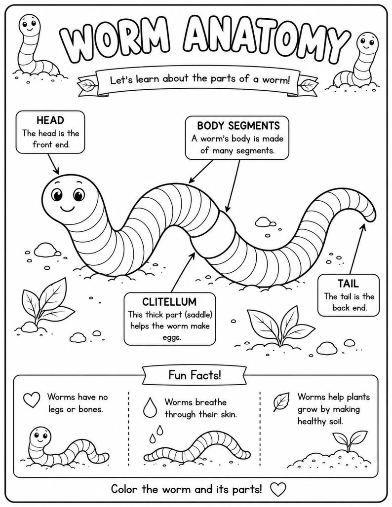 May include: A black and white educational coloring page titled WORM ANATOMY. It features a large illustrated worm with labels for head, body segments, clitellum, and tail. Includes a Fun Facts section with text about worm biology and small plants.