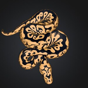 Peut inclure: Un python royal présentant un motif contrasté d'écailles noir profond et jaune orangé vif. Le serpent est enroulé en forme serpentine, affichant des marques complexes et fluides qui couvrent tout son corps, de la tête à la queue.
