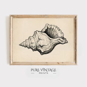 May include: A framed print with a detailed monochrome illustration of a conch shell. The artwork is set against a beige backdrop and framed in a light brown wooden frame. The text "PURE VINTAGE PRINTS" is displayed at the bottom of the print.
